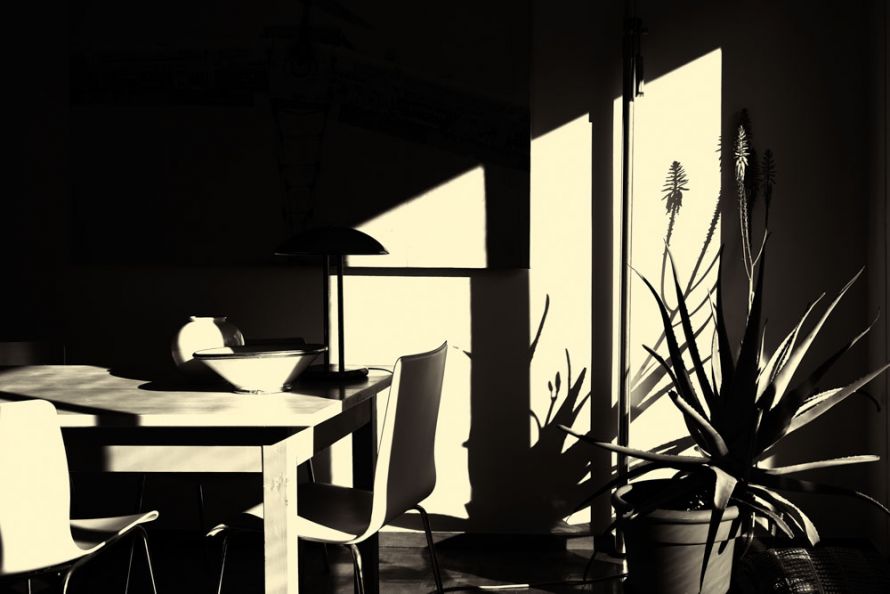 table with Aloe in harsh sunlight 