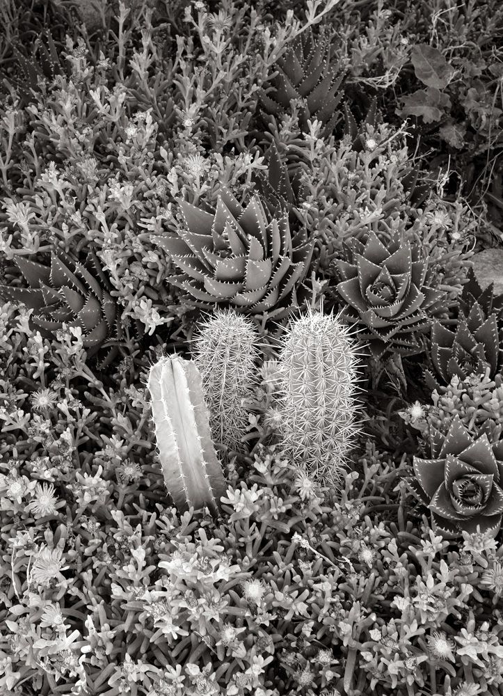 Mykonos succulents black and white photo